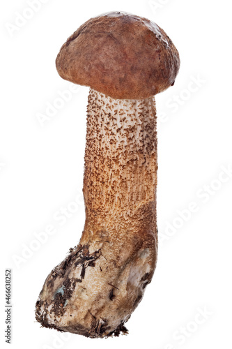 isolated Leccinum with smal dark red cap