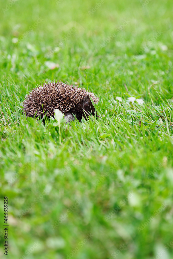 A young hedgehog on the lawn. A young hedgehog on the lawn.