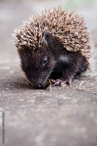 A young hedgehog eating a dry slug on tiles.