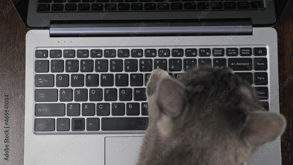 Grey fluffy kitten has fun and uses paws to press buttons on laptop keyboard standing on wooden desk and interfering work of busy owner closeup.