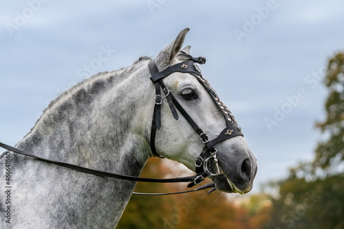 Head portrait of a gray Spanish P.R.E horse