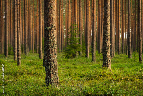 Fototapeta Naklejka Na Ścianę i Meble -  Inside a beautiful pine forest in the Swedish countryside