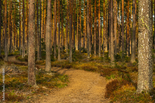 Walk path passing through a pine forest in Sweden © Magnus