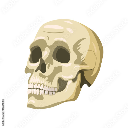 Skull human, magic symbol, anatomically organ body part. Vector illustration cartoon style