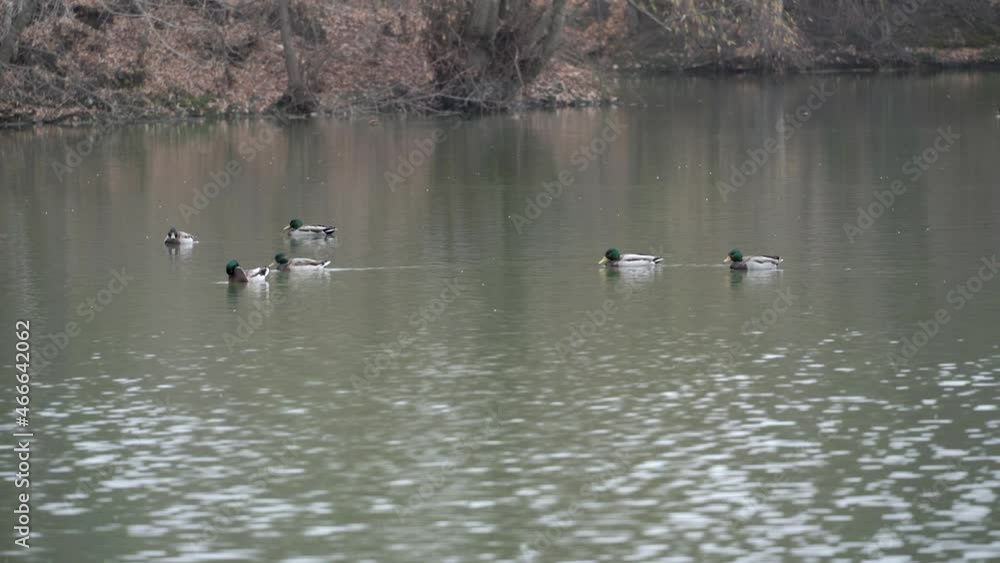 A group of green mallard ducks swims on the surface of the lake. A group of green mallard ducks swims on the surface of the lake.