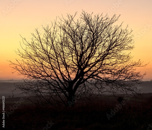 Lonely tree during sunset in the Polish countryside.