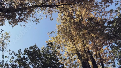 An autumn wind blows sun lit golden brown yellow leaves from the branches, aerial decend photo