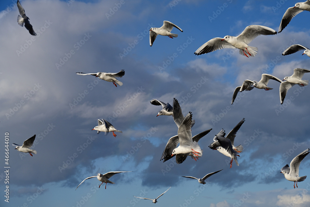 Obraz premium fliegende Möven
