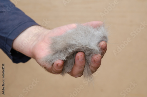 A man is holding a bundle of gray cat hair in his hand. A ball o