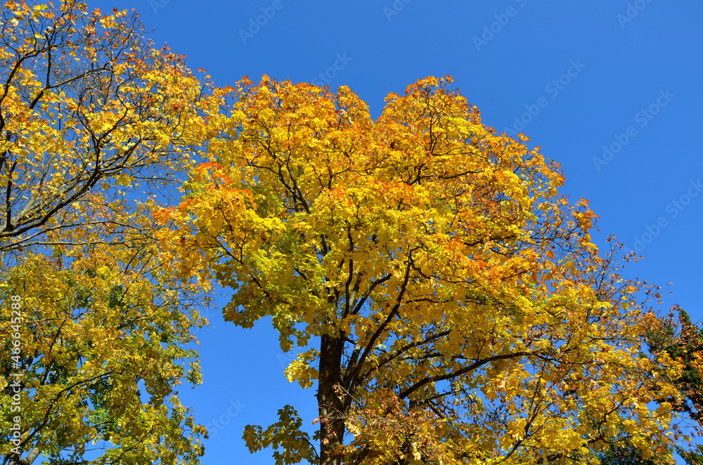 beautiful yellow leaves in a tree crown. branched old maple in contrast with the blue sky. beauty that will soon disappear in the wind on the ground. beautiful yellow leaves in a tree crown. branched old maple in contrast with the blue sky. beauty that will soon disappear in the wind on the ground.