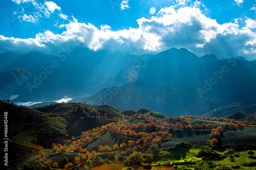  tea mountain, sapa viet nam,sapa.vietnam ,Cherry Blossom , lanscape