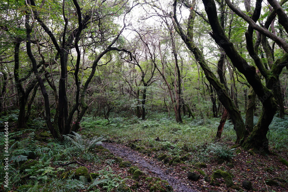 a path through an autumn forest