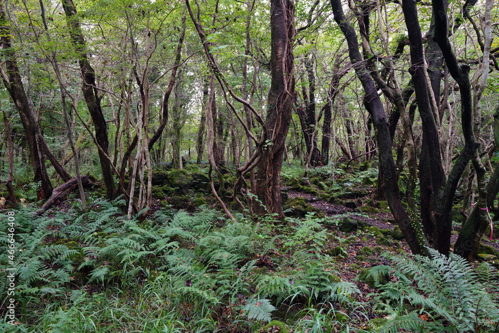 untouched primeval forest, vines and old trees