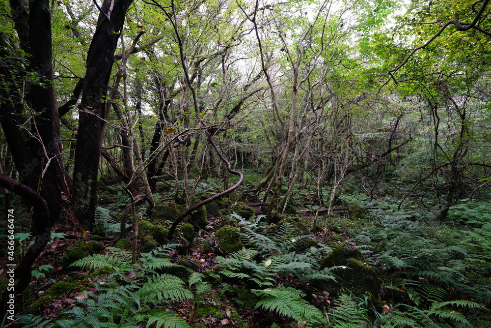 untouched primeval forest, vines and old trees untouched primeval forest, vines and old trees