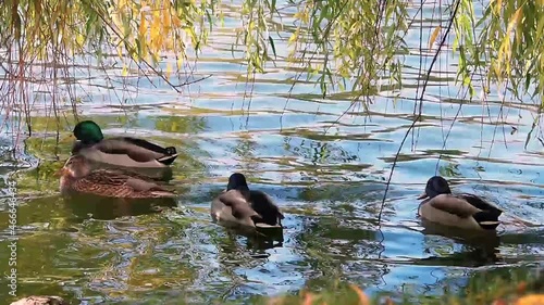 Beautiful wild ducks on the shore of the pond brushing their colorful wings. The life of wild ducks in the lake of the city park