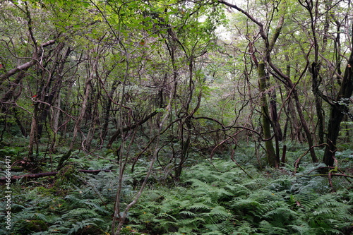 untouched primeval forest  vines and old trees