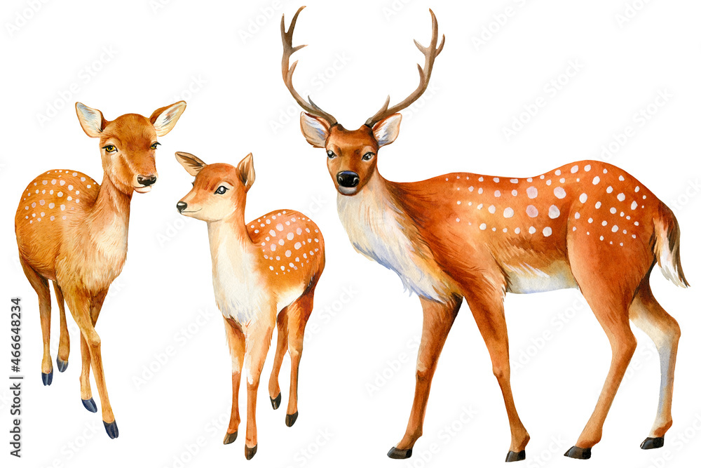 Obraz premium Watercolor deer isolated on white background, cute animal illustration