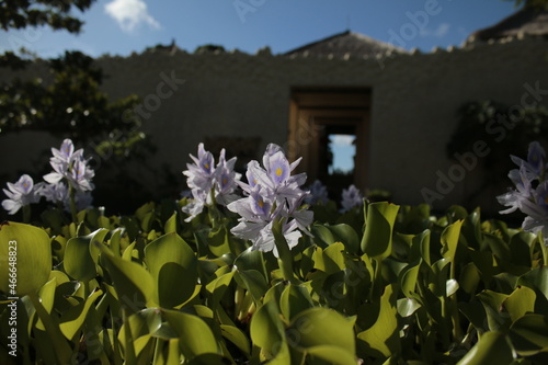 Spring in the garden