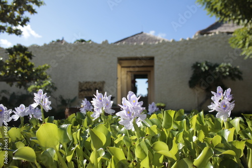 Flowers in the garden