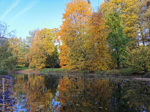 Autumn in the park. Trees in yellow, green, orange leaves are reflected in the water of a pond in which ducks swim.