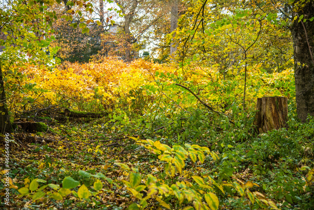 Obraz premium Im Wald