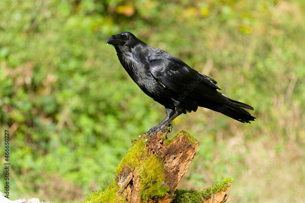 Raven, Corvus corax