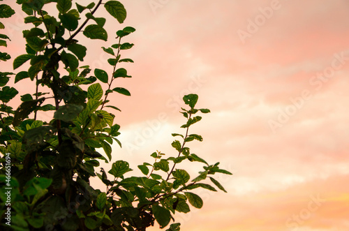 Foto Silhouette of plants on the background of the sunset sky