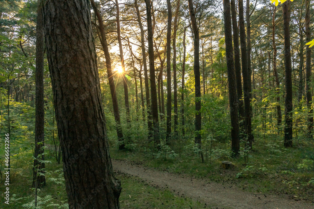 Fototapeta premium dense pine forest with a path in the sun