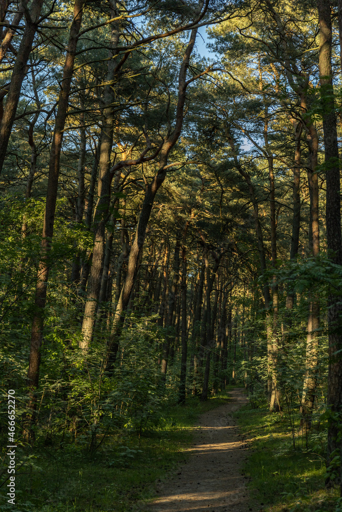 dense pine forest with a path in the sun