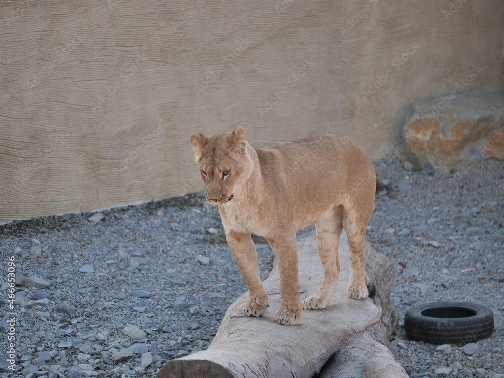 Obraz premium lion and lioness