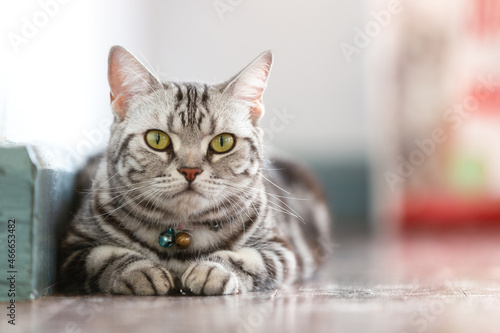 Fotografija Close up American shorthair relaxing in the house.