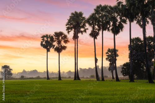 Rice field and sugar palm tree with sunrise background in the morning, Ayutthaya