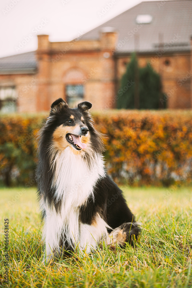 Tricolor Rough Collie, Funny Scottish Collie, Long-haired Collie, English Collie, Lassie Dog Posing Outdoors Near Old House Tricolor Rough Collie, Funny Scottish Collie, Long-haired Collie, English Collie, Lassie Dog Posing Outdoors Near Old House
