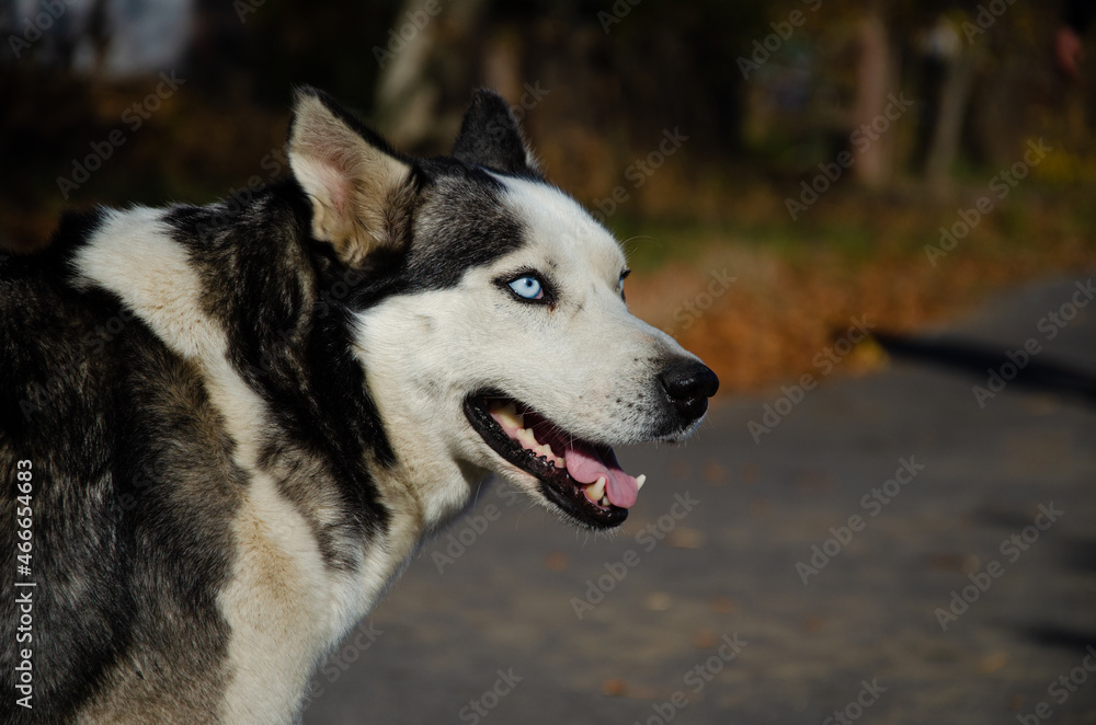 Dog Siberian Husky. Portrait of a husky with blue eyes. very beautiful eyes. Dog Siberian Husky. Portrait of a husky with blue eyes. very beautiful eyes.
