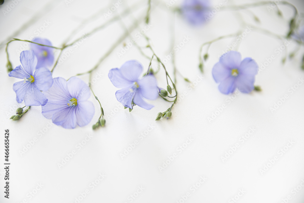 Blooming flax flowers on a white background. Blooming flax flowers on a white background.