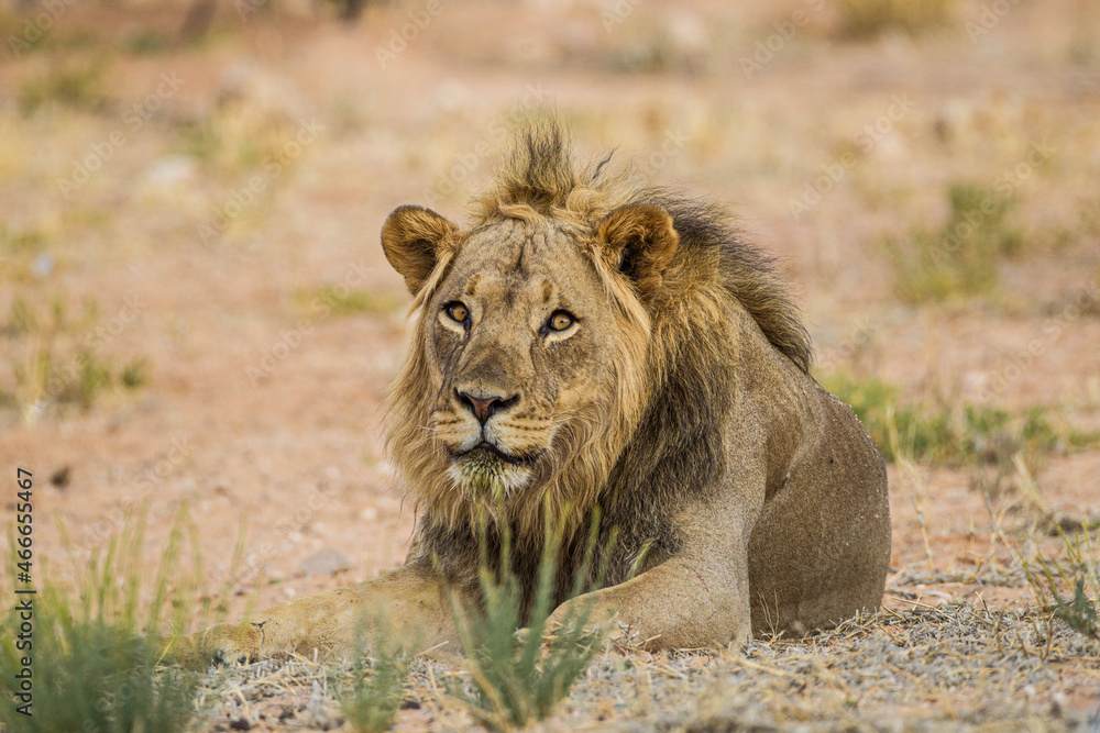 Young black-maned lion calling at a water hole in the Kalahari desert, South Africa Young black-maned lion calling at a water hole in the Kalahari desert, South Africa