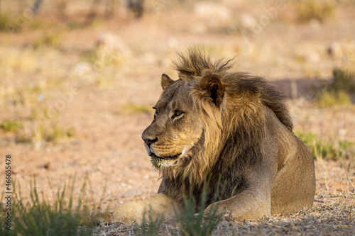 Young black-maned lion calling at a water hole in the Kalahari desert  South Africa
