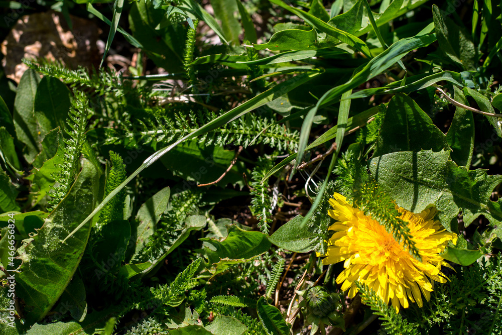 yellow dandelion on a background of green grass. natural background. top view, flat lay yellow dandelion on a background of green grass. natural background. top view, flat lay