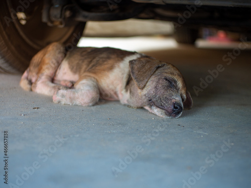 Little spotted dog sleeps under the car.