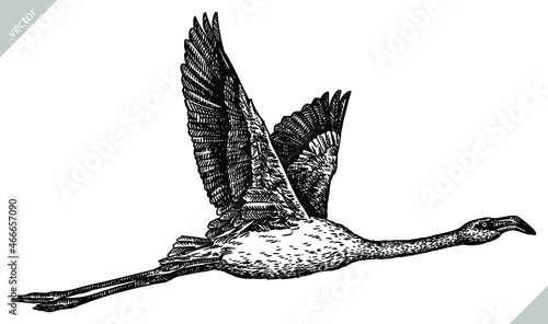 black and white engrave isolated flamingo vector illustration