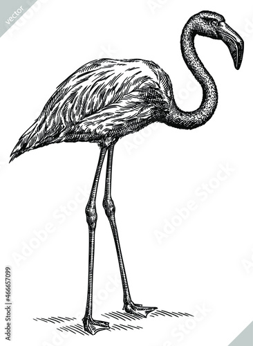 black and white engrave isolated flamingo vector illustration