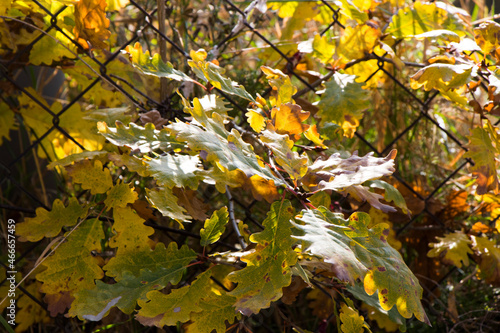 Oak leaves close-up, autumn and fall time