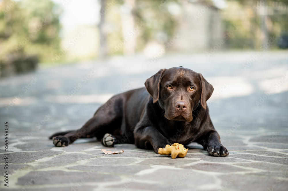 Chocolate Labrador Retriever lying on ground looking ahead with serious face. Dog in outdoors with toy.