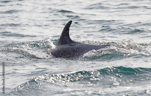 Silhouette of a back fin of a dolphin, swimming in the Atlantic Ocean