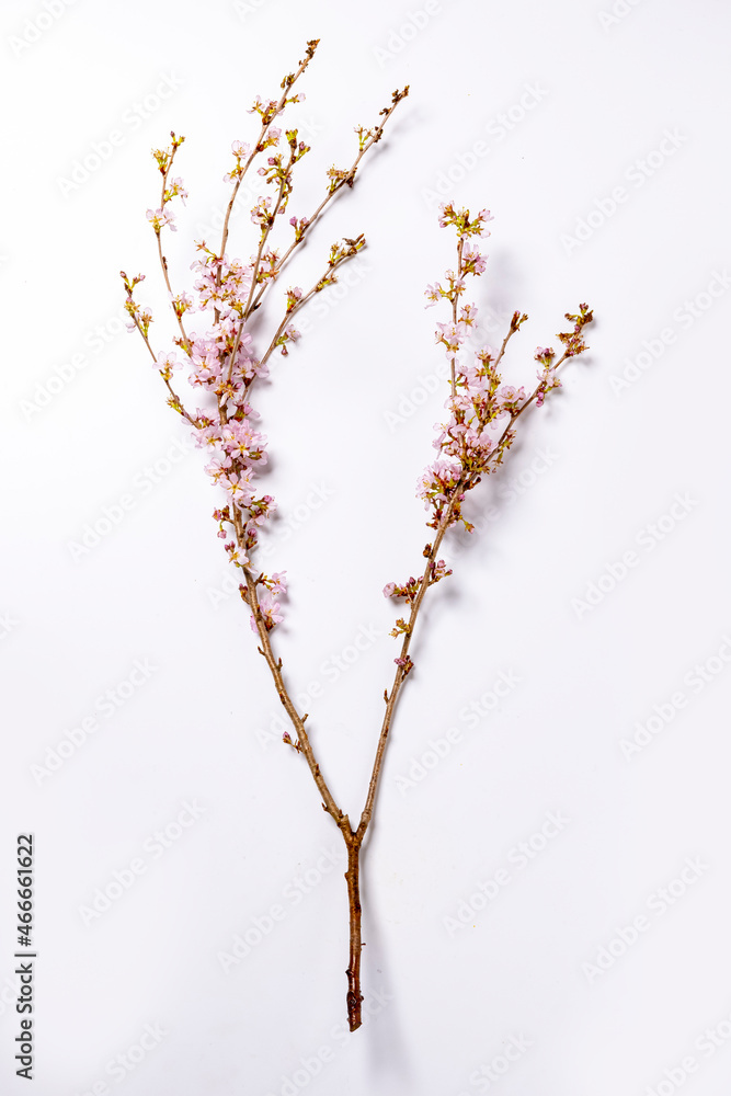Fotografie 桜