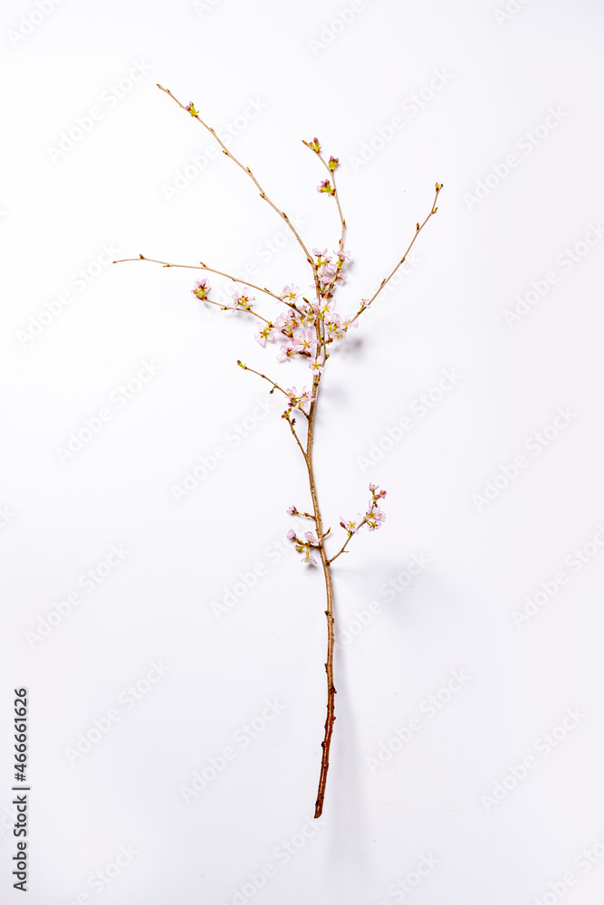 Fototapeta premium 桜
