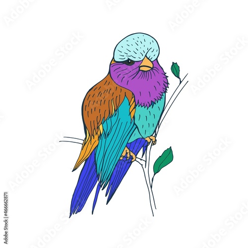 Lilac-breasted roller, tropical bird with colorful feathers. Puffed-up exotic...
