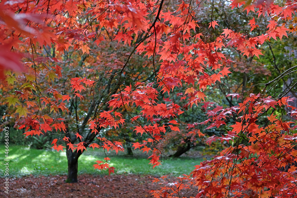 Bright and colourful Japanese maple leaves during the autumn, Bright and colourful Japanese maple leaves during the autumn,
