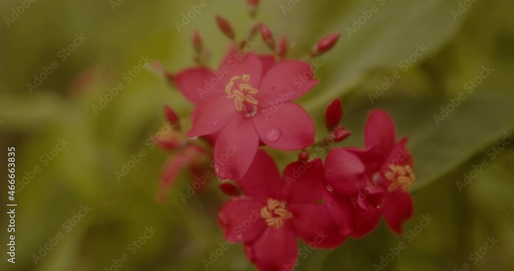 Slow motion shot of a red flower in Plant nursery Slow motion shot of a red flower in Plant nursery