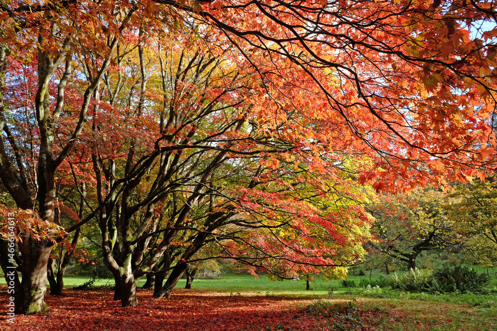 Bright and colourful Japanese maple leaves during the autumn, Bright and colourful Japanese maple leaves during the autumn,
